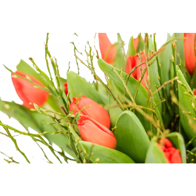 Kytice červených tulipánů